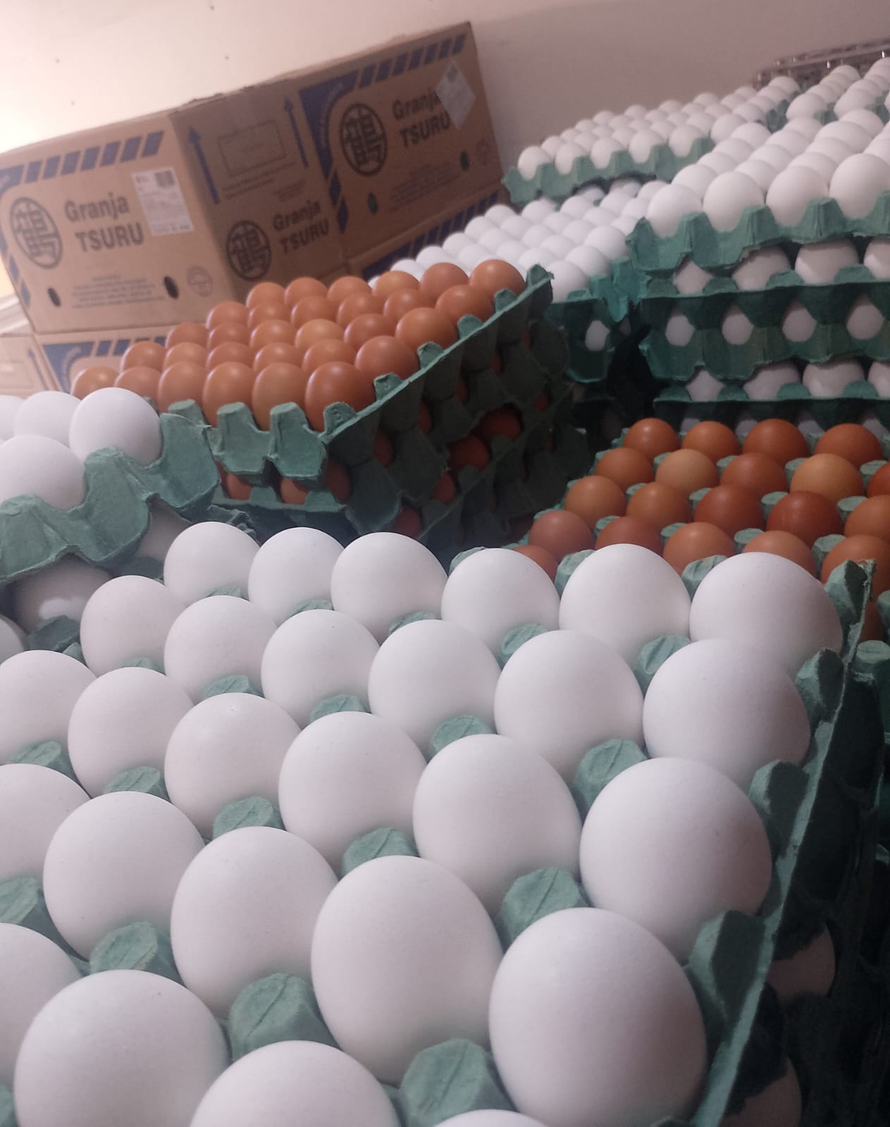 Bandejas verdes com ovos e caixas ao fundo